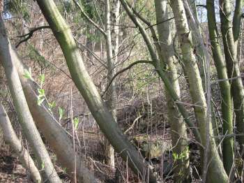 Lindebergbekken