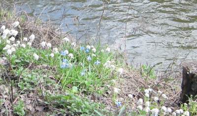 vårblomster langs Alna