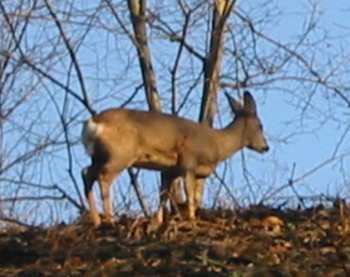 Dådyr i Svartdalen